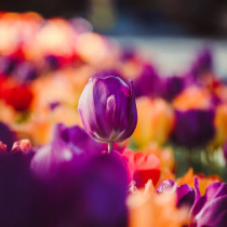 ПЪЛНИЯТ седмичен хороскоп от 9 до 15 март 2026