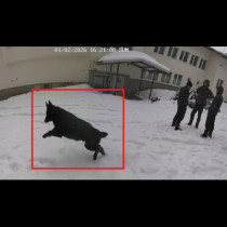 Обявиха и официалната причина за смъртта на кучетата в хижа Петрохан: