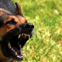 Домашно куче нахапа дете и две жени