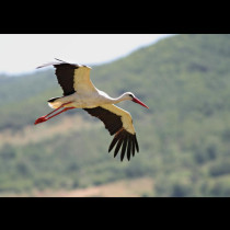 Първите щъркели вече кацнаха у нас! Вижте красивите птици (+всички поверия за щъркелите и пролетта):