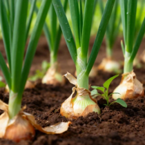 Осем години поред лукът ми става по 500 грама главата: Холандският метод на засаждане дава най-добри резултати досега