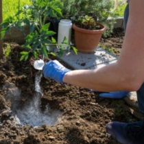 „Така ме научи леля ми“: Ето как да засадите доматите, за да са едри, здрави и без болести