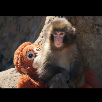 Нещастното маймунче Пънч разплака света: Хиляди пожелаха да го осиновят, докато то търси утеха в плюшена играчка