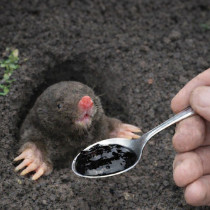 Къртиците мразят тази миризма. Надушат ли я, изчезват от имота ви ЗАВИНАГИ!