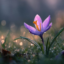 ТЕЛЕЦ, финансов въпрос изисква внимание. БЛИЗНАЦИ, в центъра на събитията сте - Дневен хороскоп за 29 март 2026