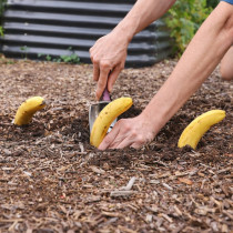 Просто заровете банани в градината през пролетта. Вижте сами какво ще се случи!