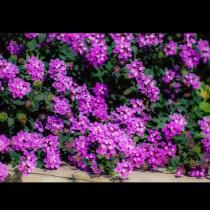 Кралицата на градините: Ухае на парфюм и цъфти до късна есен! Малък трик ще го накара да избухне в цвят: