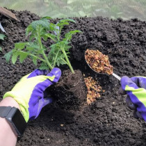 Хвърлете го в дупката при засаждане на ДОМАТИ, чушки и краставици: Ще започнат да растат пред очите ви и няма да боледуват! 