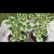 Най-благодарното растение: отблъсква комари и целият двор ухае на него! Заслужавате го и вие: