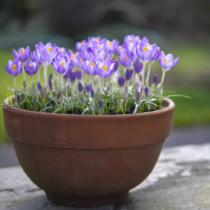 Хороскоп за четвъртък 12 март 2026 г.