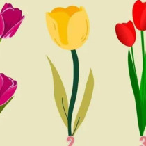 Изберете лале и ще разберете каква е вашата личност: Тестът показва дали сте романтични или амбициозни