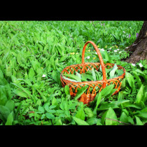 Пречиства кръвта и понижава кръвното, расте навсякъде в момента: Това е най-важното растение, което можете да ядете през пролетта