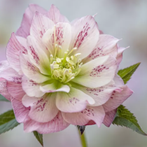 Седмичен хороскоп за 9–15 март 2026 г.: важни решения, неочаквани новини и нова посока за всяка зодия