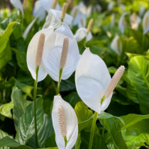 Грациозният спатифилум навлиза във фаза на активен растеж през март и се нуждае от допълнителни грижи