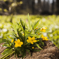 ВЕЗНИ, взимате важно решение. СКОРПИОН, нова информация, която ще промени плановете ви. Дневен хороскоп за 28 март: