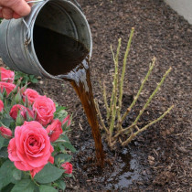 Първото и най-важно подхранване на розите в началото на пролетта: Точни инструкции какво да правите и кога