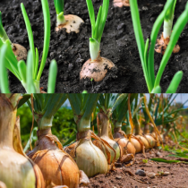 Китайският метод за засаждане на лук: Главите стават големи като топки за тенис, месести и сочни