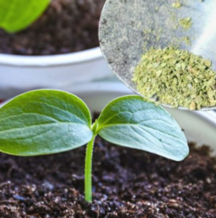 Добавям по щипка във всяка саксия – разсадът става здрав и силен без никакви торове