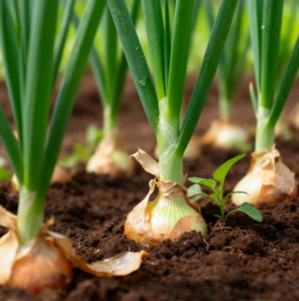 Осем години поред лукът ми става по 500 грама главата: Холандският метод на засаждане дава най-добри резултати досега