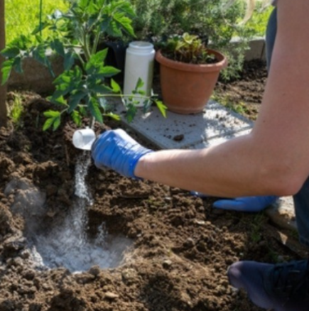 „Така ме научи леля ми“: Ето как да засадите доматите, за да са едри, здрави и без болести