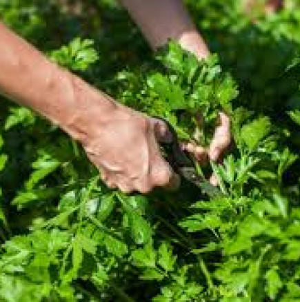 Магданозът пониква за ТРИ ЧАСА - и не става въпрос за сортове, а за ПРОСТ ТРИК, който наистина дава резултати