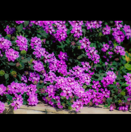 Кралицата на градините: Ухае на парфюм и цъфти до късна есен! Малък трик ще го накара да избухне в цвят: