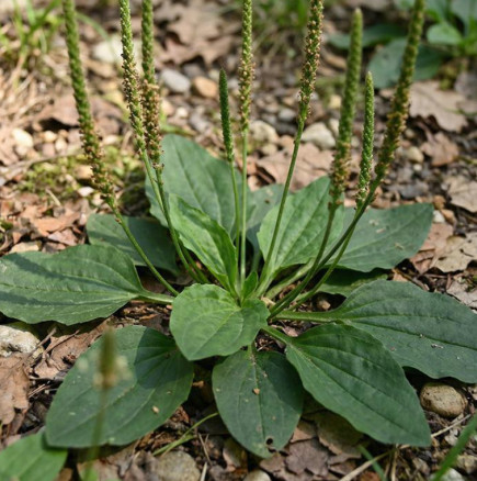 Растението, което виждате на снимката, е едно от най-чудотворните растения в света!