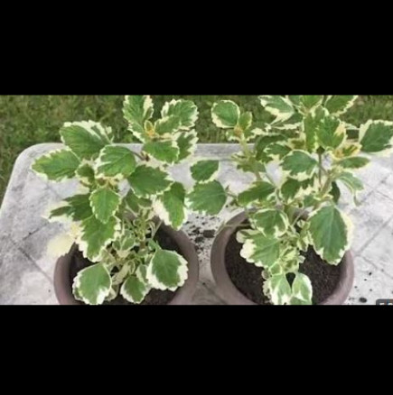 Най-благодарното растение: отблъсква комари и целият двор ухае на него! Заслужавате го и вие: