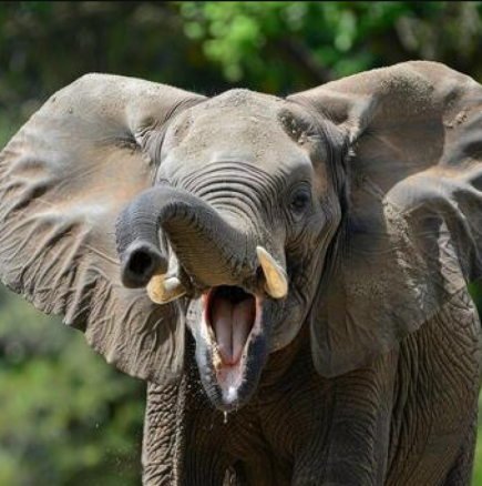 Слоница прегази две туристки по време на сафари