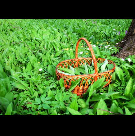 Пречиства кръвта и понижава кръвното, расте навсякъде в момента: Това е най-важното растение, което можете да ядете през пролетта