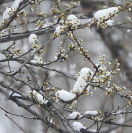 Зимата се завръща - ето от кога започва застудяването!