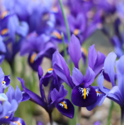 Хороскоп петък за 13 март 2026 г.