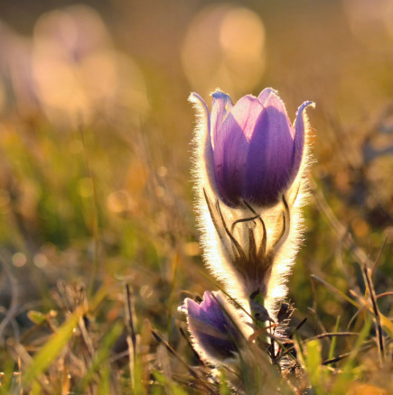 ПЪЛНИЯТ седмичен хороскоп от 16 до 22 март 2026