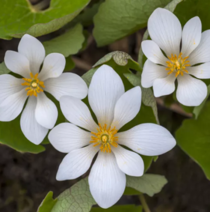 Хороскоп за петък 6 март 2026 г.
