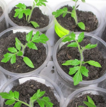 Доматите започнаха да растат за 7 дни! Стъблата са по-дебели от пръст, а аз просто добавих малко тор, който всички останали изхвърлят.