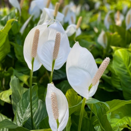 Грациозният спатифилум навлиза във фаза на активен растеж през март и се нуждае от допълнителни грижи