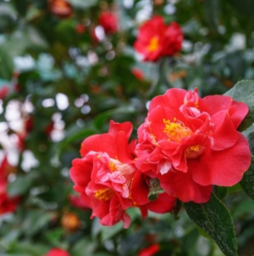 Екзотичната красавица на сянка цъфти като луда: Няма да повярвате колко дълго трае нейният разкош