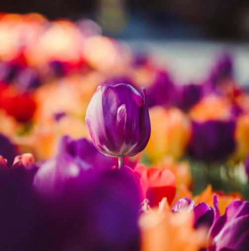 ПЪЛНИЯТ седмичен хороскоп от 9 до 15 март 2026