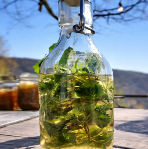 КОПРИВАТА В РАКИЯ е по-силна от всяко лекарство, казваше дядо ми: Запомни тази рецепта до края на живота си!