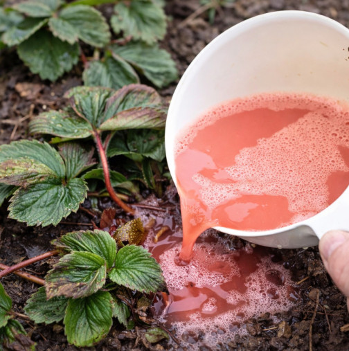 Никога преди не съм брала толкова МНОГО ЯГОДИ! Откраднах тайната от съседа - неговите са ОГРОМНИ: