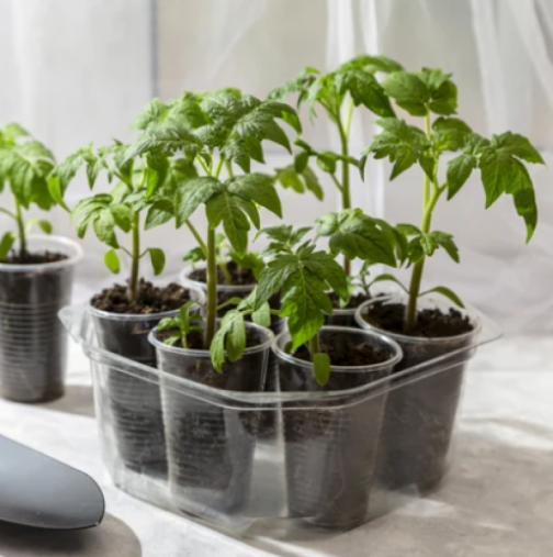 Разсадът на домати с тънък и слаб корен? Ето 3 основни причини и 5 начина да го укрепите