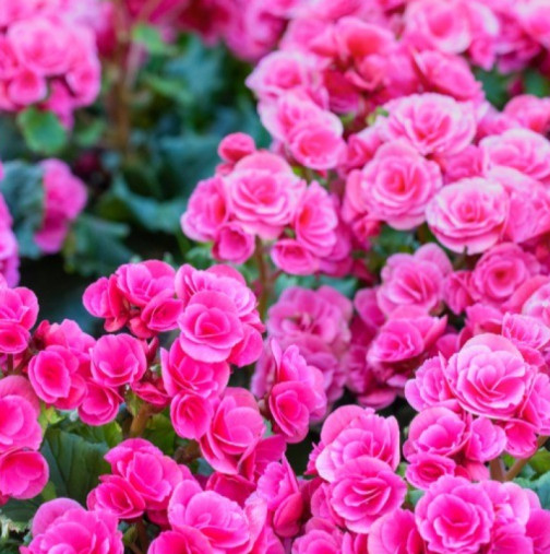 Цветя, които прогонват кавгите и привличат щастие: Всички баби са го отглеждали по тази причина