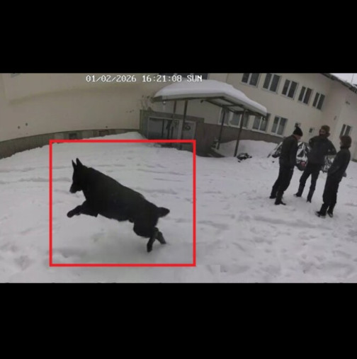 Обявиха и официалната причина за смъртта на кучетата в хижа Петрохан: