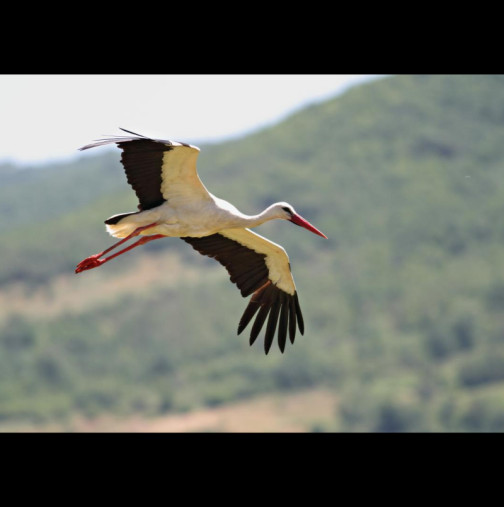 Първите щъркели вече кацнаха у нас! Вижте красивите птици (+всички поверия за щъркелите и пролетта):