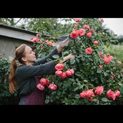 Кога и как правилно да подрежете розите? Инструкции стъпка по стъпка - следвайте ги и ще завиждат на градината ви!