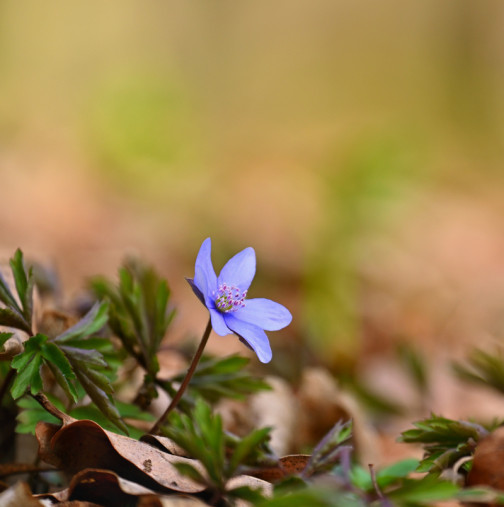 ГОЛЕМИЯТ седмичен хороскоп от 30 март до 5 април: 