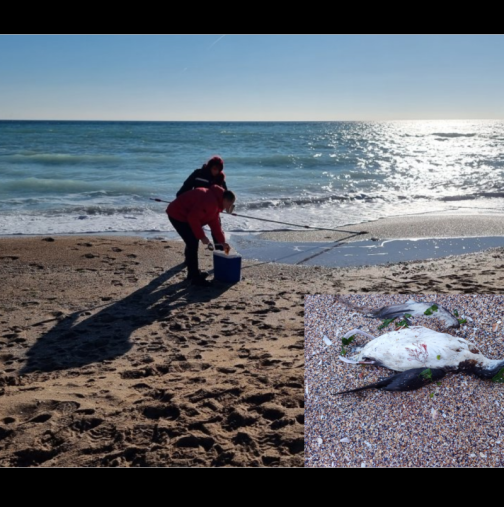 Зловещо като по Хичкок! Плажът на Шабла осъмна с десетки мъртви птици: