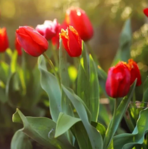 Ето как лалетата виреят в Холандия. Вместо на боклука, те дават това на лалетата: Заради една съставка от кухнята, те растат като луди