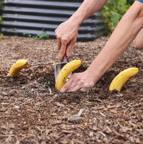 Просто заровете банани в градината през пролетта. Вижте сами какво ще се случи!