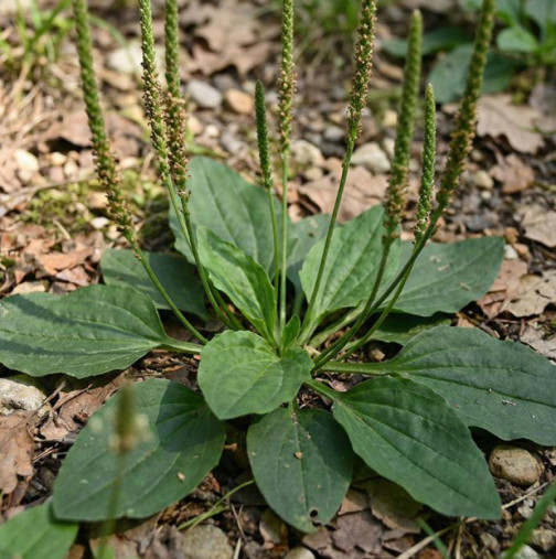 Растението, което виждате на снимката, е едно от най-чудотворните растения в света!